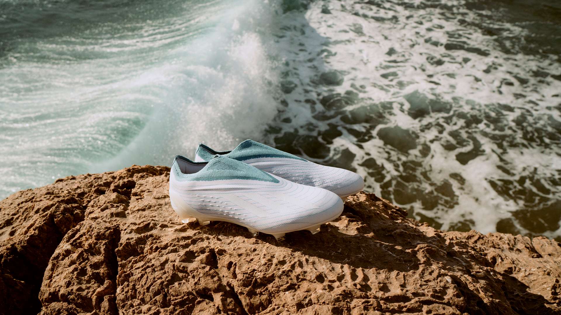 章鱼的吸盘 章鱼的吸盘